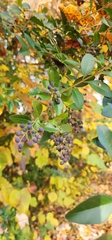 Ligustrum