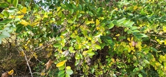 Ligustrum