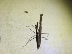 Statilia maculata