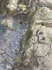 Bidens discoidea