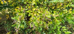 Ligustrum