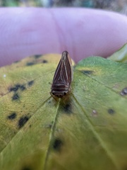 Idiodonus kennicotti