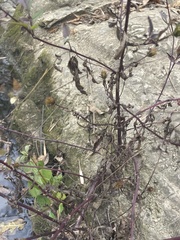 Bidens discoidea
