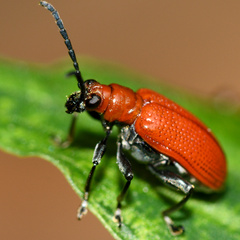 Criocerinae