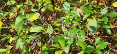 Ligustrum
