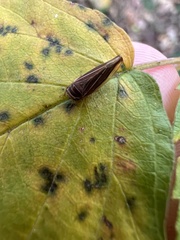 Idiodonus kennicotti