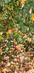 Ligustrum