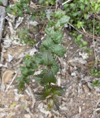 Baccharis racemosa