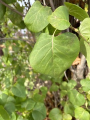 Syringa vulgaris