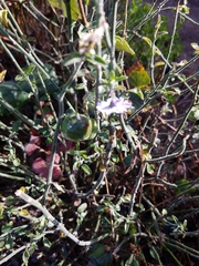 Solanum umbelliferum