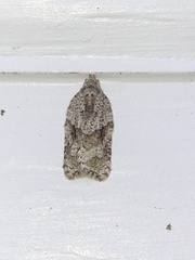 Acleris