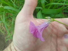 Ipomoea trifida
