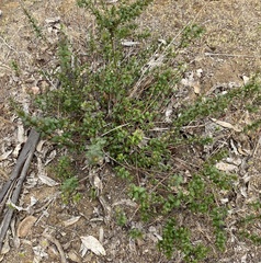 Baccharis racemosa