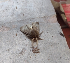 Paracles fusca