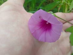 Ipomoea trifida
