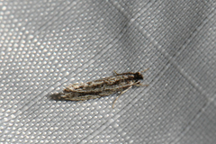 Nemapogon rileyi