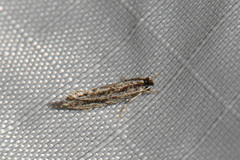 Nemapogon rileyi