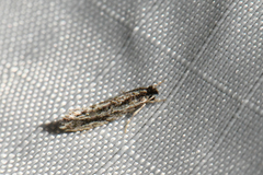 Nemapogon rileyi