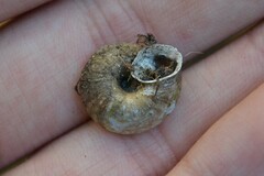 Helicigona lapicida