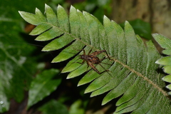 Phalangopsidae