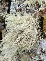 Ramalina intermedia