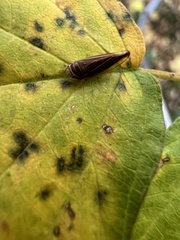 Idiodonus kennicotti