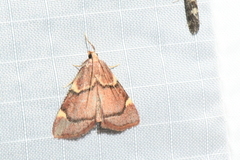 Hypsopygia thymetusalis