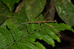 Ceroys perfoliatus