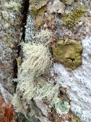 Ramalina intermedia