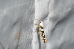Argyresthia calliphanes