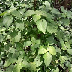 Isoglossa woodii