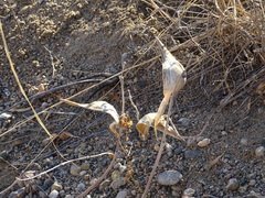 Asclepias ovalifolia