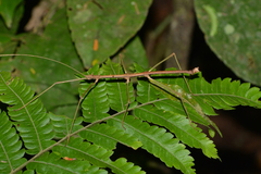 Ceroys perfoliatus