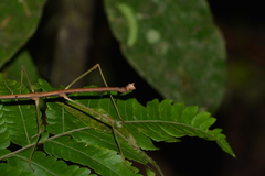 Ceroys perfoliatus