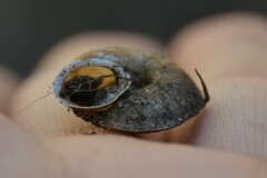 Helicigona lapicida
