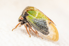 Stictocephala basalis