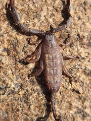 Hormuridae