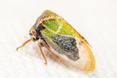 Stictocephala basalis