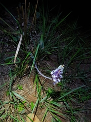 Merwilla plumbea