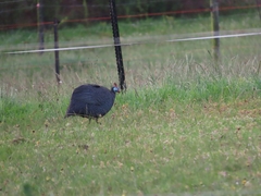 Numida meleagris coronatus