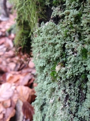 Cladonia parasitica