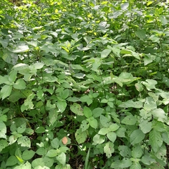 Isoglossa woodii
