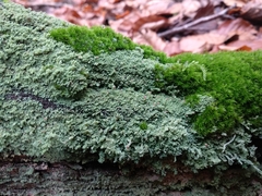 Cladonia parasitica