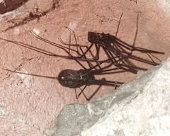 Physocyclus globosus