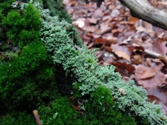 Cladonia parasitica