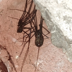 Physocyclus globosus