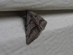 Digrammia continuata
