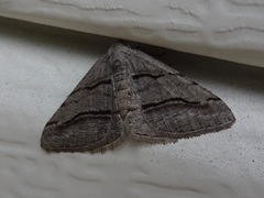 Digrammia continuata