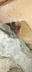 Physocyclus globosus