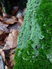 Cladonia parasitica